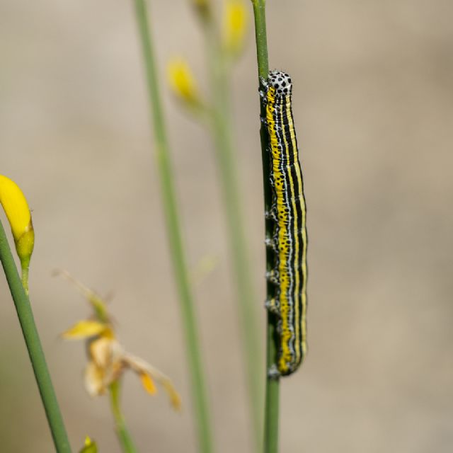 Bruco giallo, nero, bianco: Apopestes spectrum - Erebidae